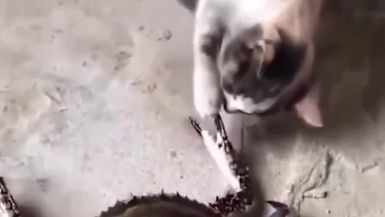 Fumny cat videos 😂😂