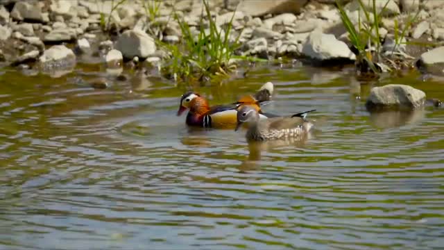 Beautiful ducks are swimming.....