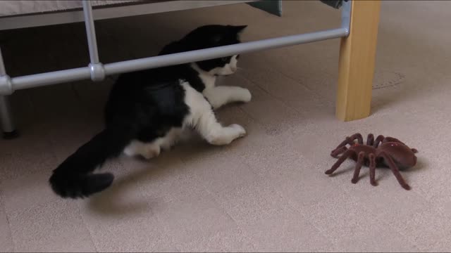 Funny Cat play with Spider