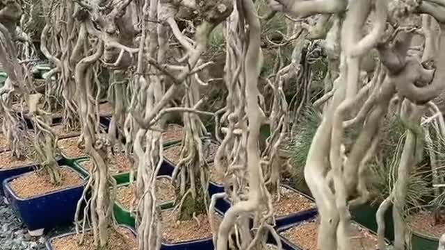 Những gốc hoa tường vi @Bonsai