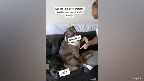 Any problems, dude? Funny videos with Pitbull dogs