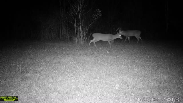 Nice bucks