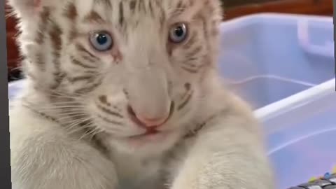 Tiger funny moments Tiger funny video