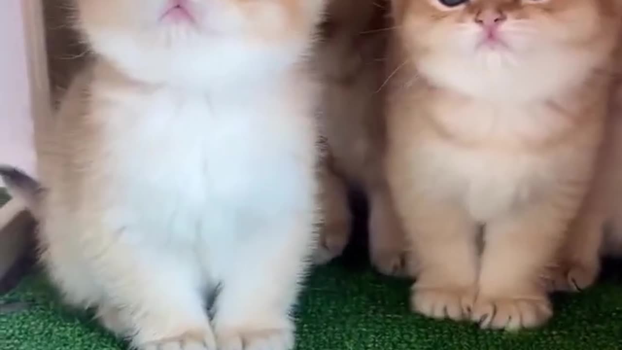 Funny and cute cat