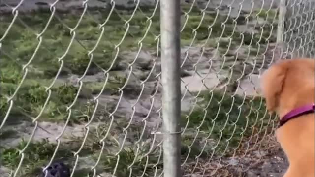 A dog trying to get inside the fence