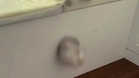 Love with little cat 😺 with fun