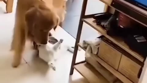 Animal fun