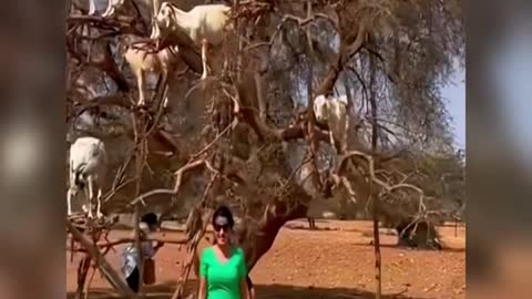 I'm going to buy a goat tree