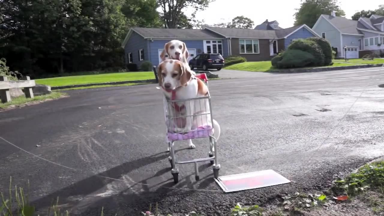 Dogs' Epic Shopping Cart Voyage: Funny Dogs Maymo & Penny