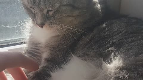 Cat sits on a windowsill