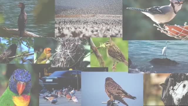 Beautiful Birs All over the word