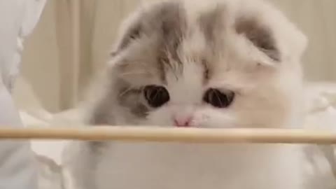 Cute little 🐱 viral videos