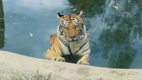 Take a bath tiger