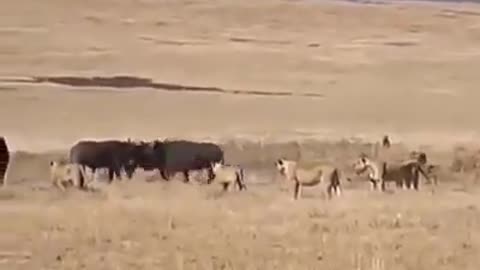 Lion and buffalo fights