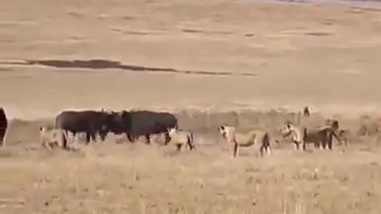 Lion and buffalo fights