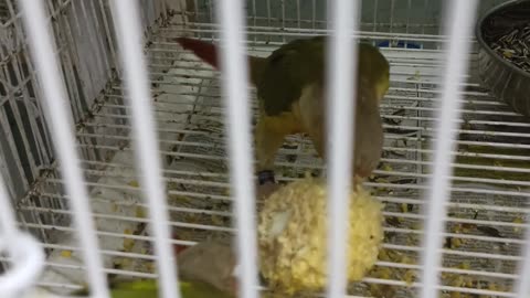 Birds in the pet shop