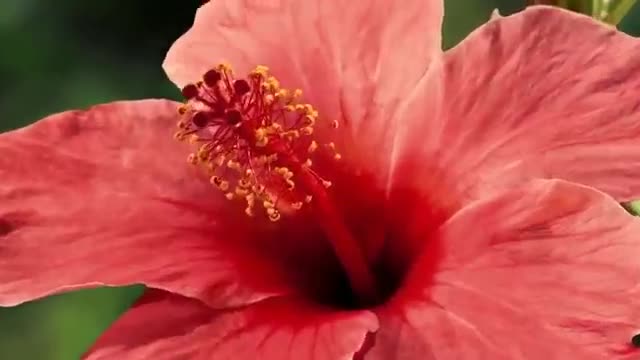 Beautiful Flower / Nature beautifull