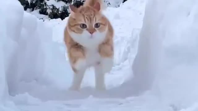 Cute Ginger Cat Video