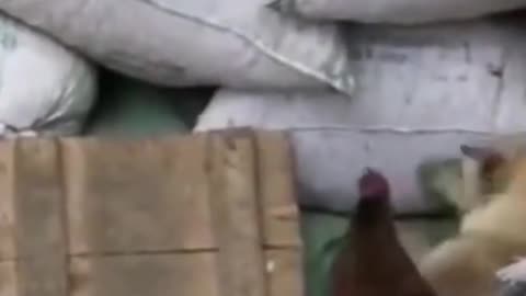 hen is powerful than dog