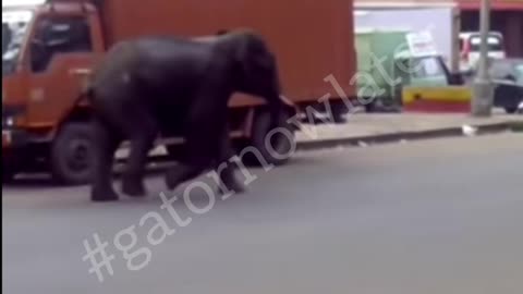 Elephant get revenge