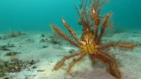 This is a beautiful and charming water-dwelling species