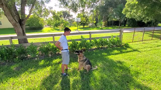 Recall Training German Shepherd - Fine Tuning