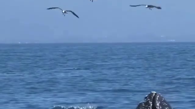 The blue whale try to Swallowing flying birds.