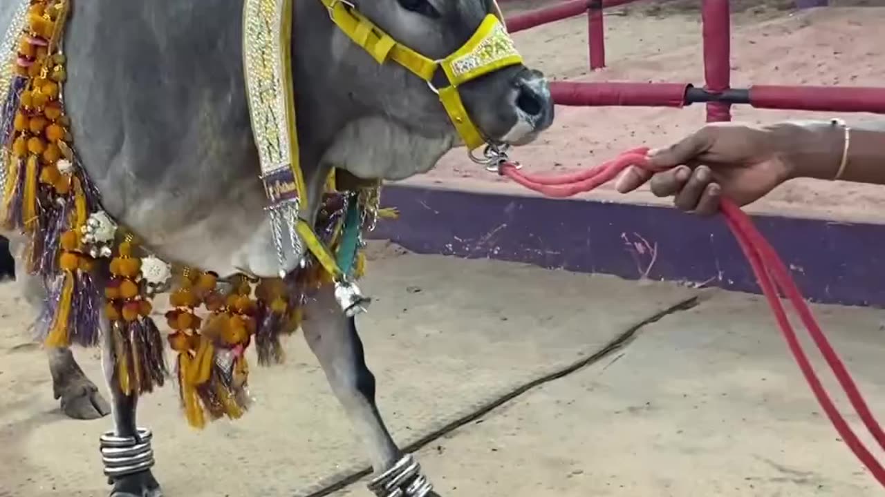 Biggest Horn