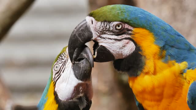 bird parrot ara spring tropical bill