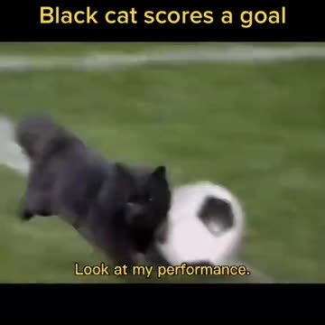 Cat win the oscar 😀