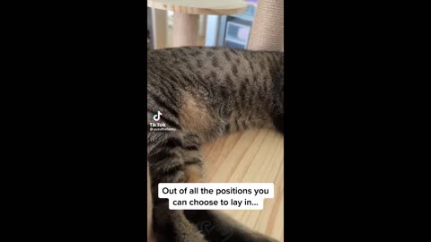 FUNNY CATS