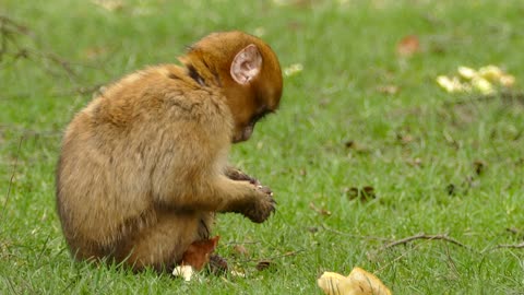 A Brown Monkey Eating