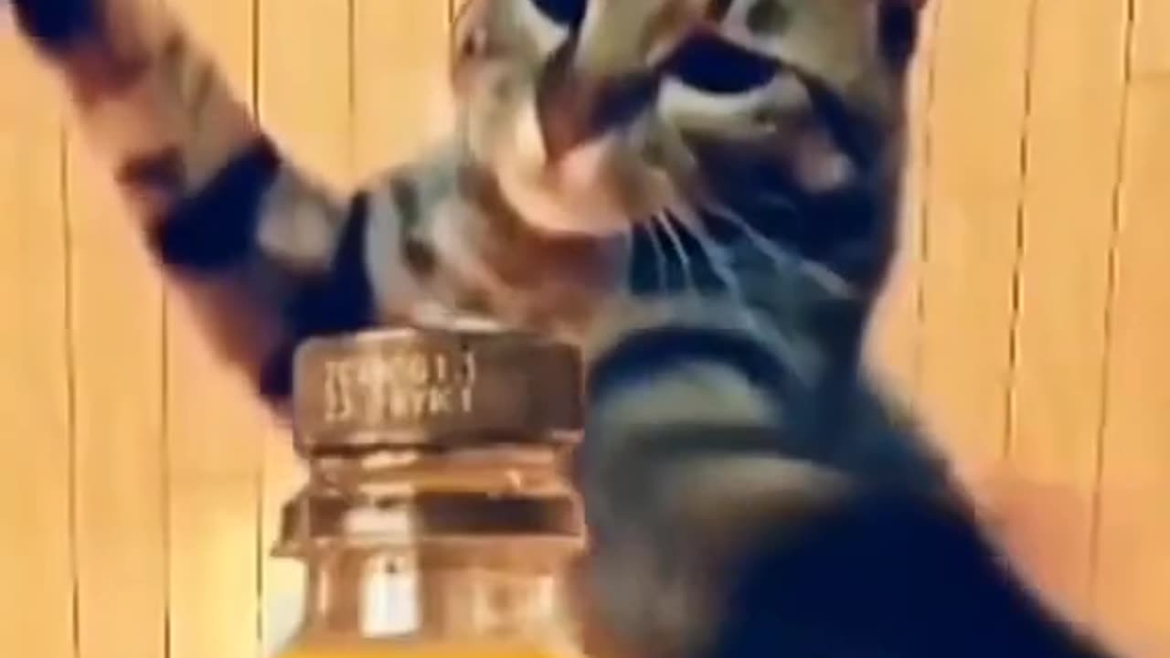 Funny Kung Fu cat