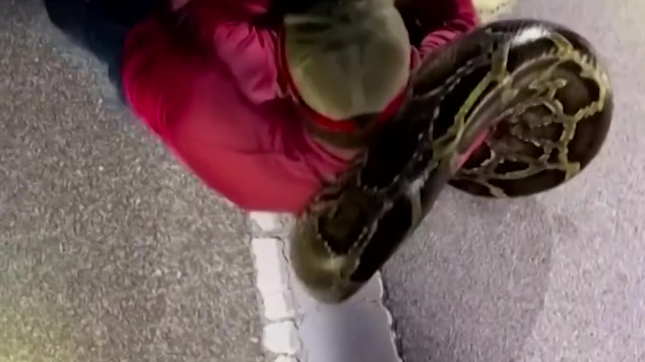 19-foot Burmese python caught in Florida | ABC News