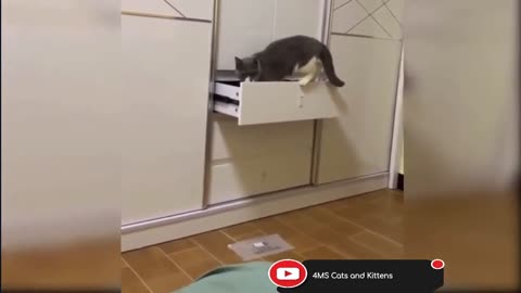 Funny Videos Cat meme