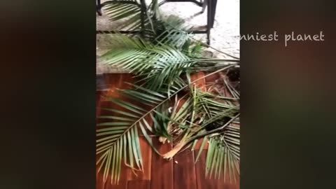 Funny dogs