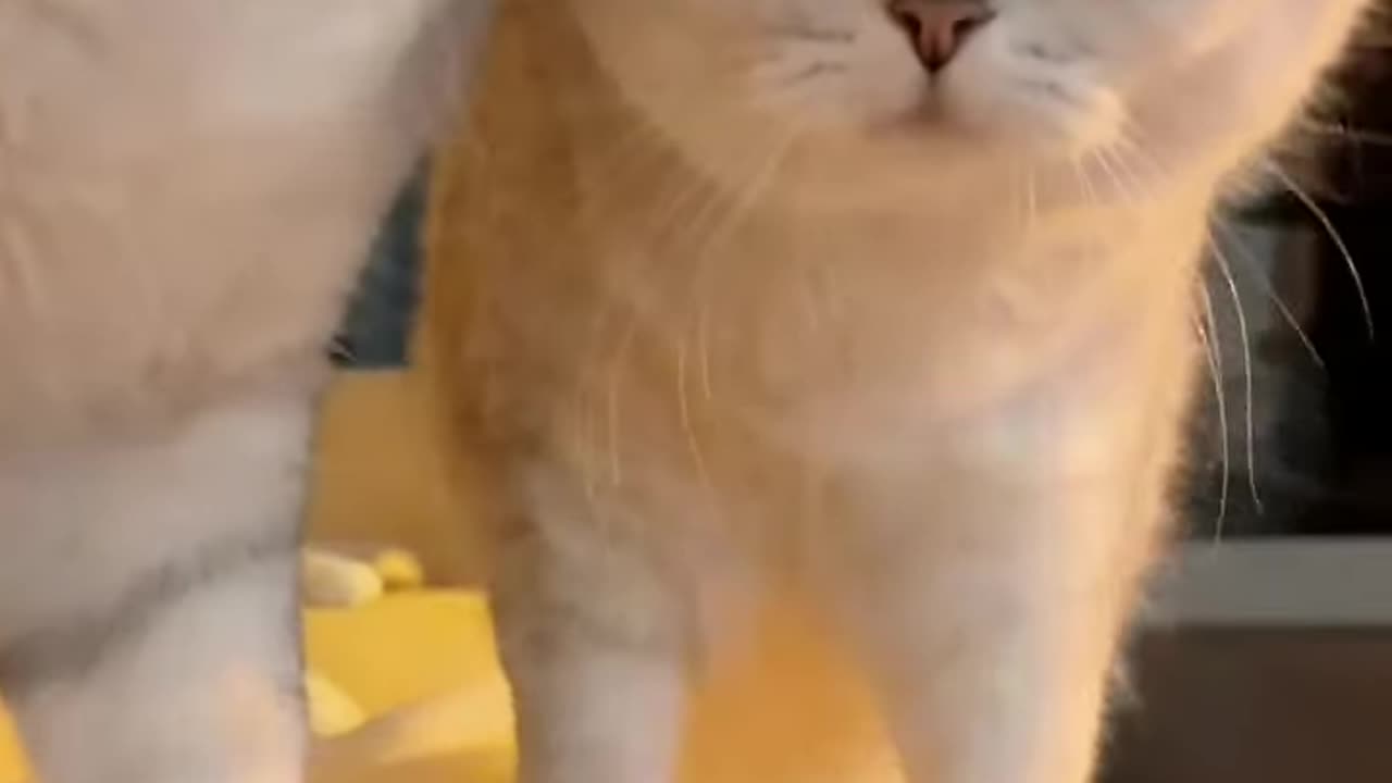 Cat beautiful baby