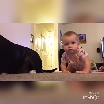 Pitbull crawls with her baby