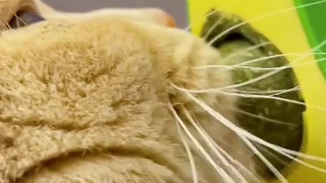 wow this cat is so cute cursing toys