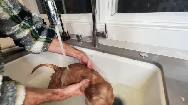 5 dicas para trabalhar com sucesso em casa quando você está na indústria de cães