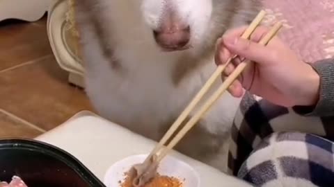 The dog