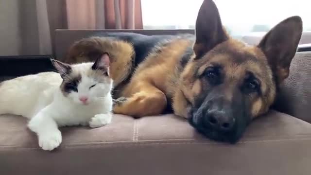 What a German Shepherd thinks a friendship with a Kitten should look like!