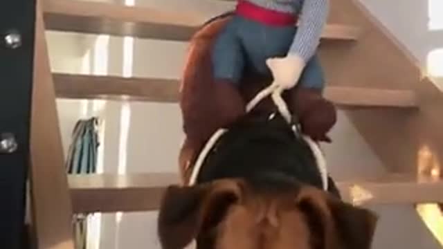 Cowboy Rider Dog Costume