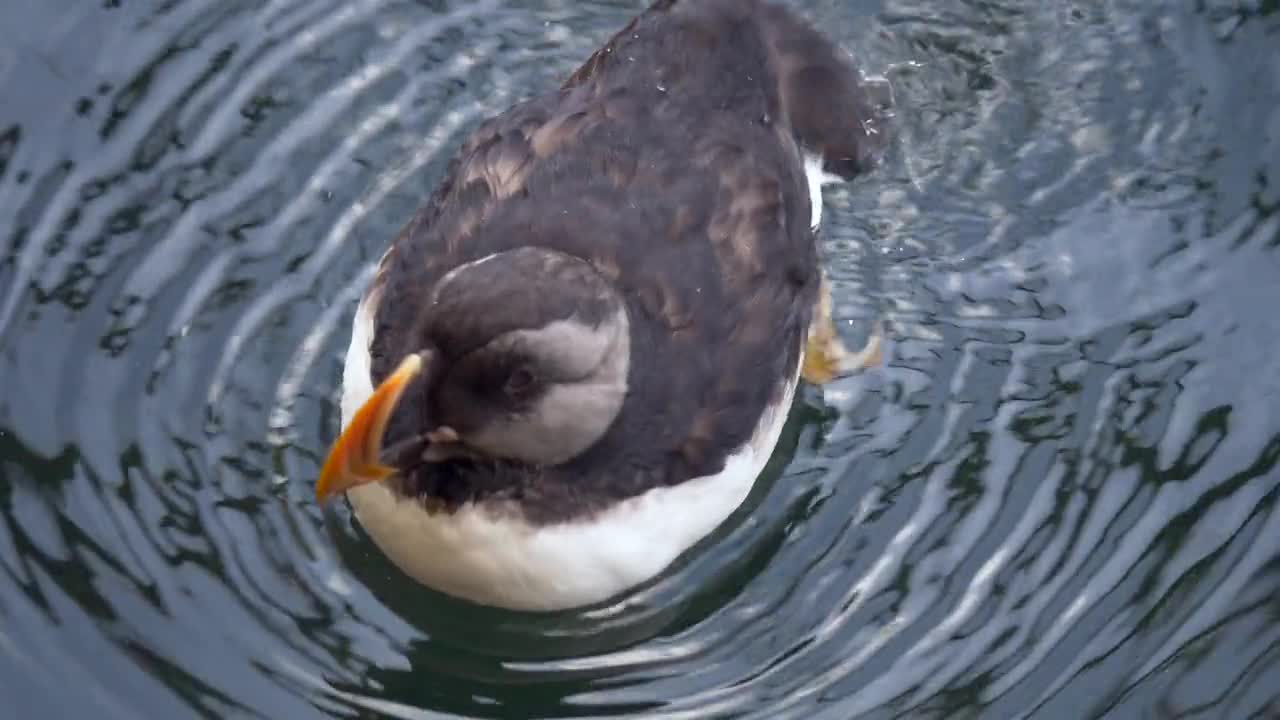 Puffin Swim Sea Animal Island Breed Nest Water