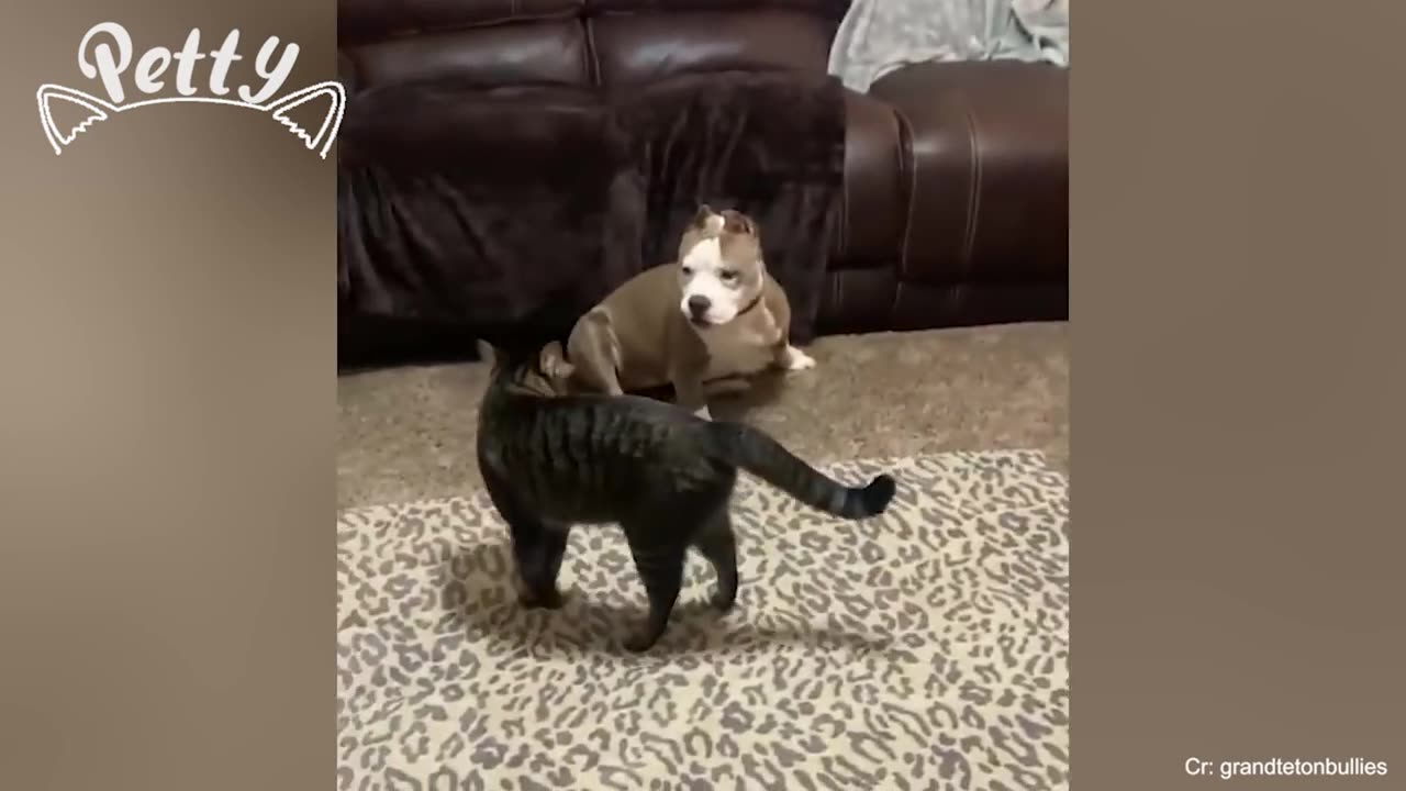 Cats 🐱 funny video #2023