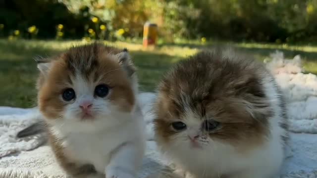 Cat lover