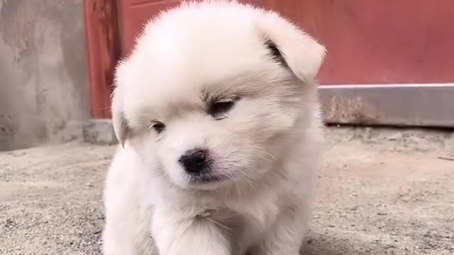 Cutest baby dog, satisying funny animals videos