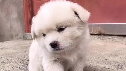 Cutest baby dog, satisying funny animals videos