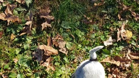 Blue Heeler Puppies Love to Chew on Clothes