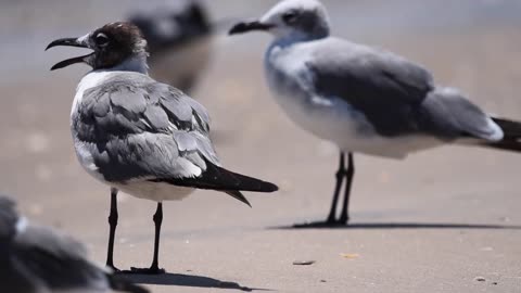 Wildlife at Boca Chica Beach, TX - Plovers - 8/9/2024